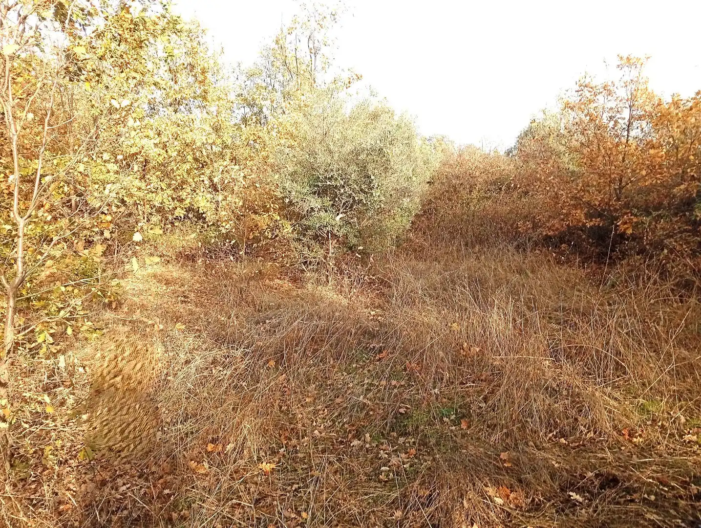 Terreni e lotti in vendita a Viandar de la Vera, imagen 31