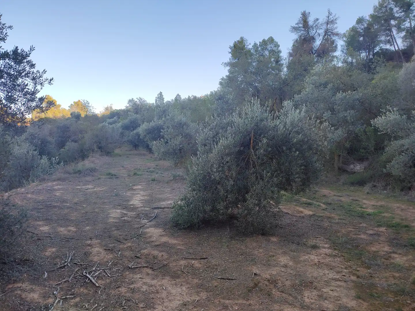 Terreno rústico en venta en L'Albagés, imagen 30