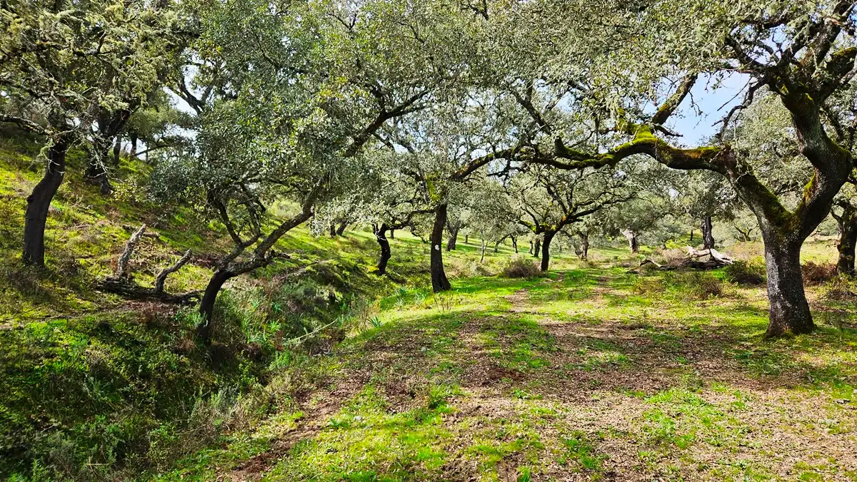 Terreni e lotti in vendita a Santa Olalla del Cala, imagen 27