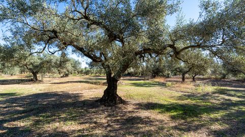 Finca rústica de olivos sin edificación, imatge 3