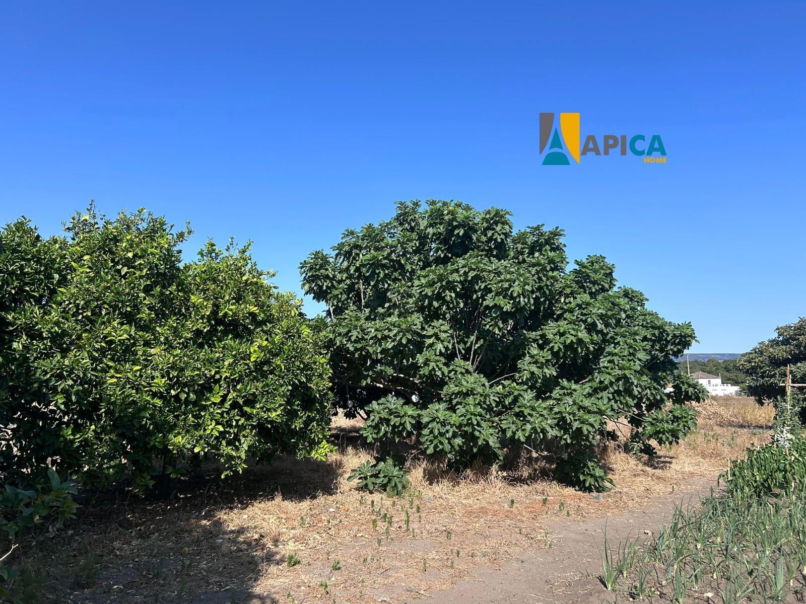 Land for sale in Barbate