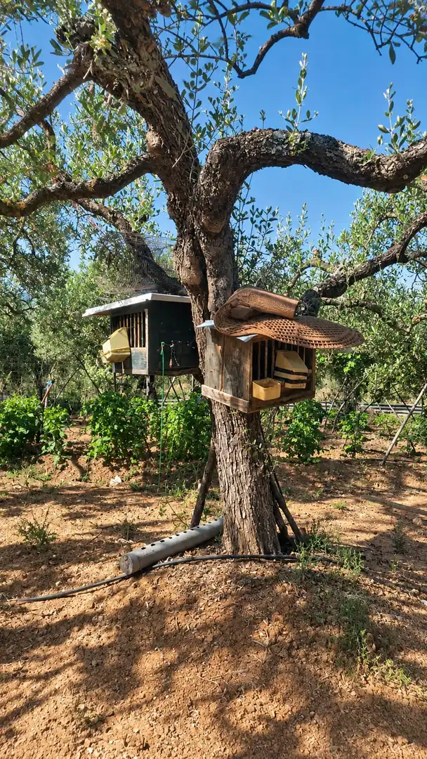 Terreno rustico in vendita a Polígono FINCA OREGANO POLG 4 PARCELA 17, imagen 8