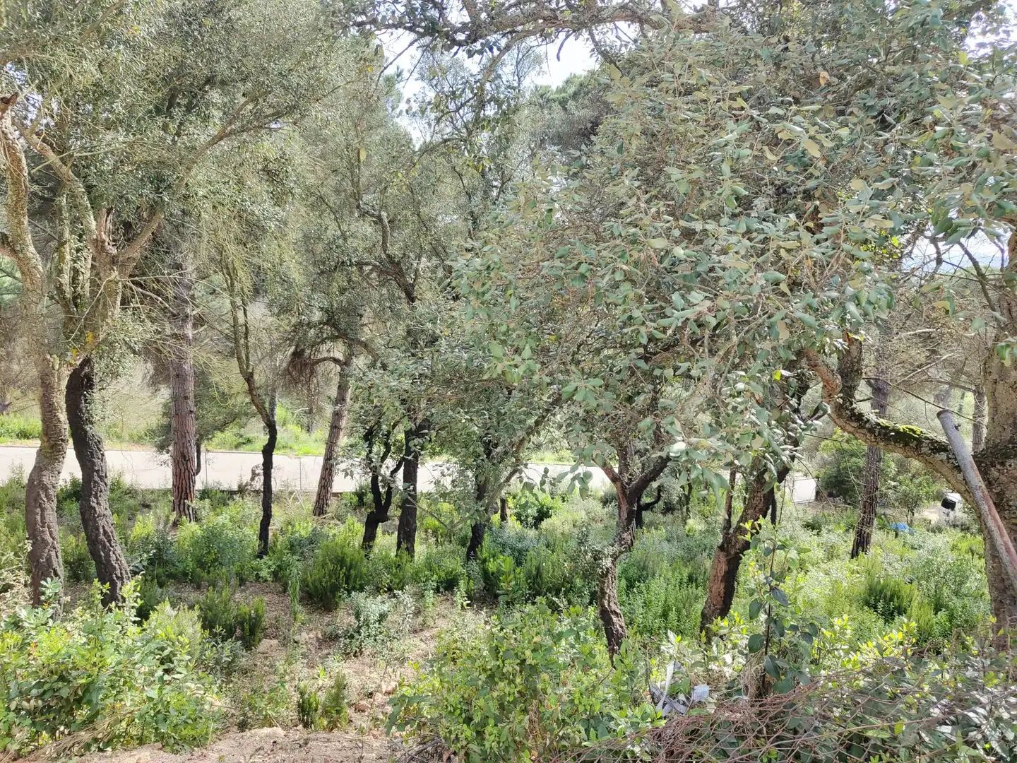 Grundstücke und Bauplätze zum Verkauf in Lloret Residencial - Montlloret, imagen 10