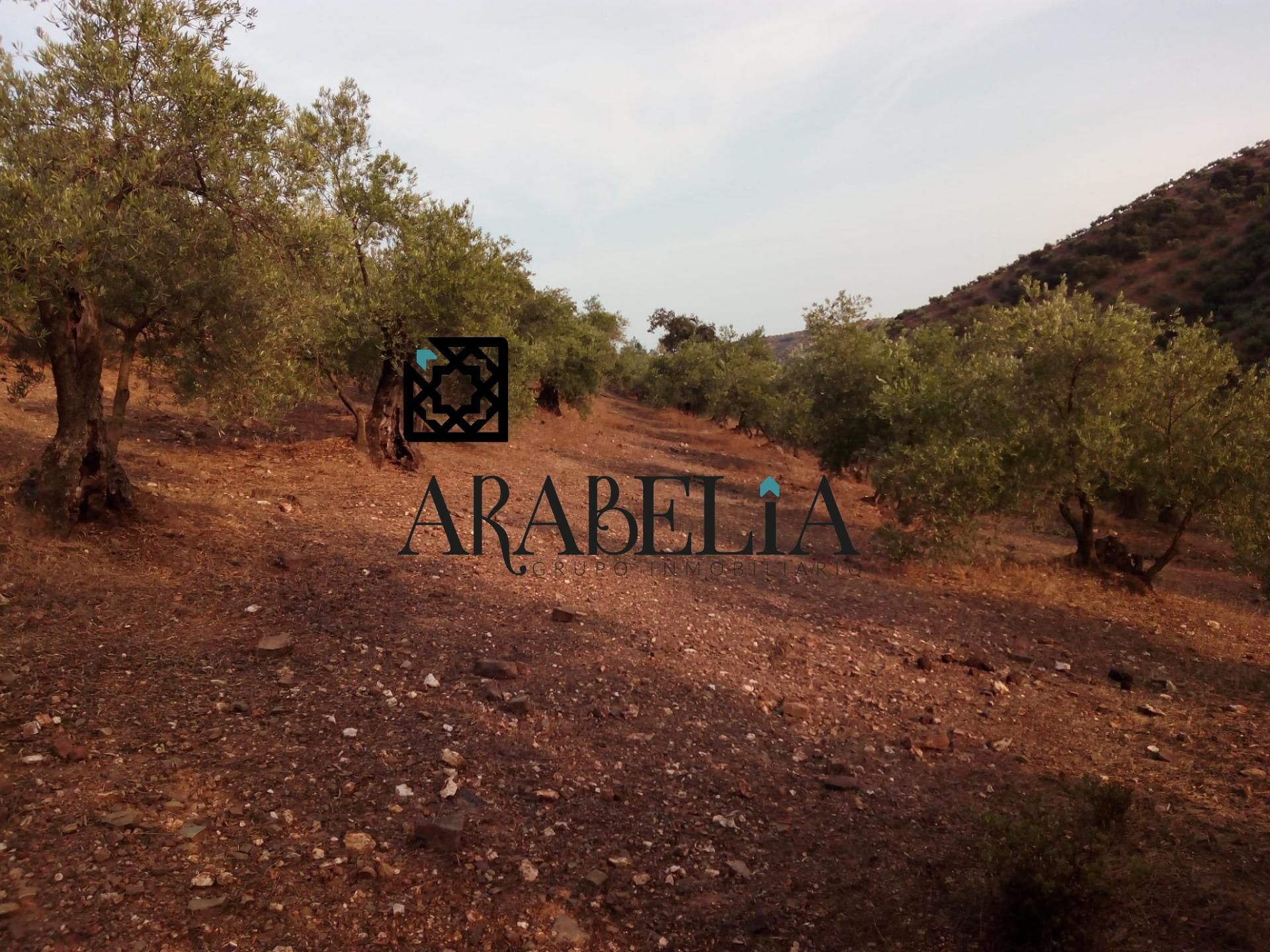 Finca rústica en venda en Montoro