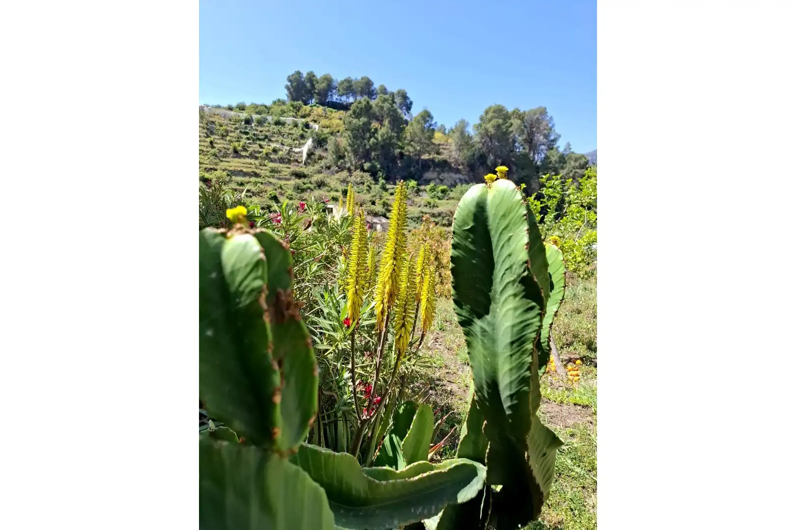 Jardín de Casa o chalet en venta en Xirles