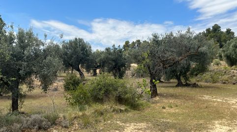 Finca de olivos en producción, immagine 2