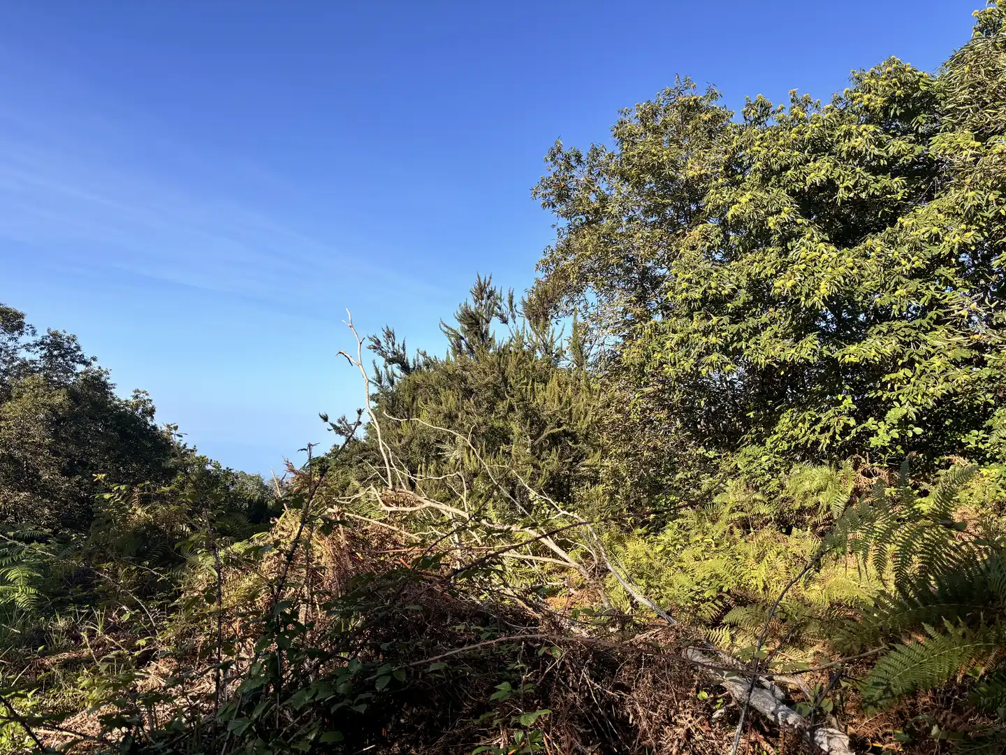 Terreno rustico in vendita a Lugar el Balayo, imagen 6