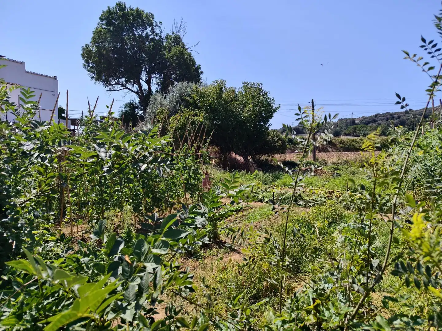 Casa con jardín en venta en Calle Miquel Marti i Pol, imagen 13