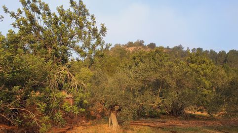 Granja en venta en Xerta, imagen 5