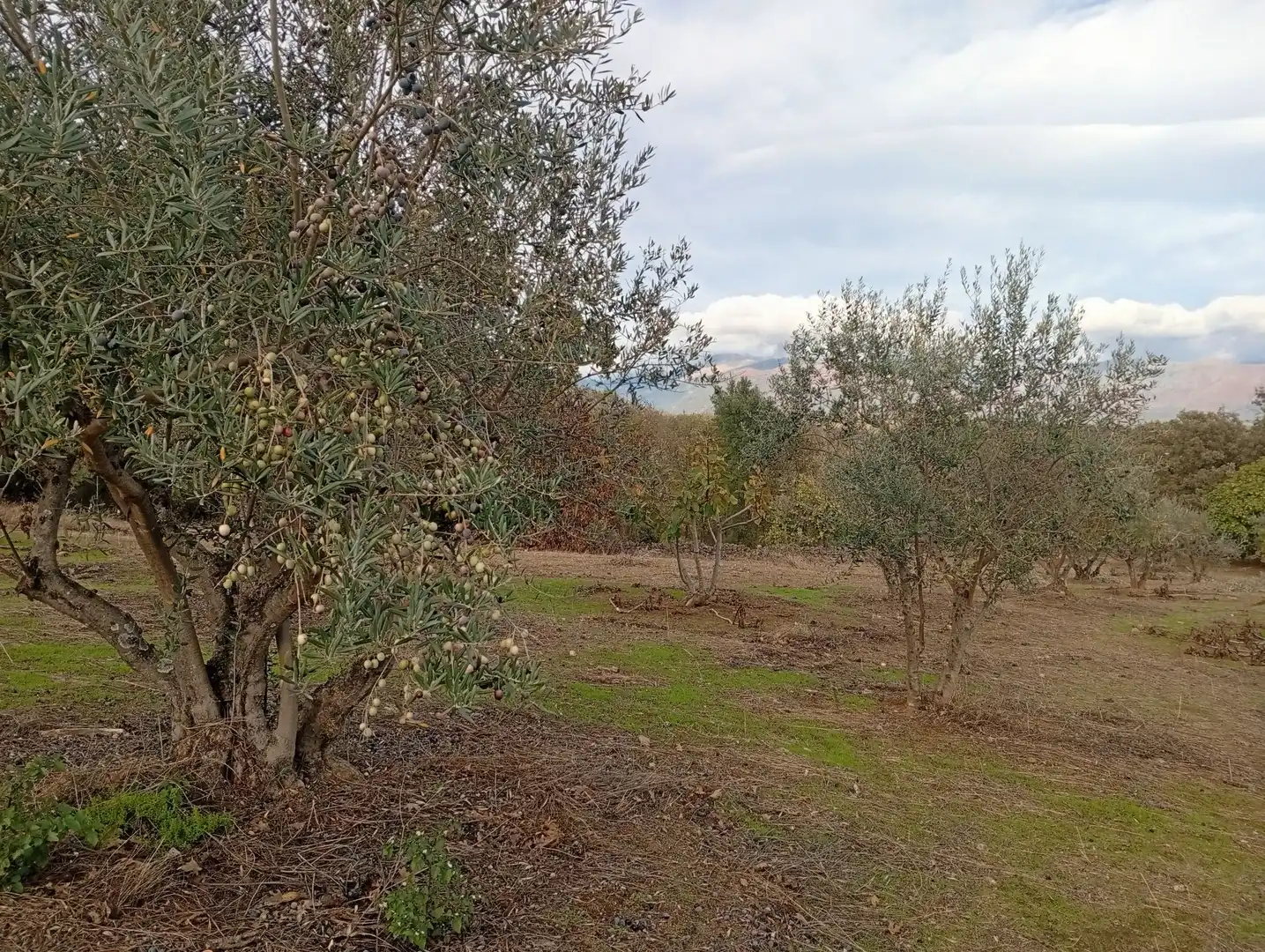 Terreni e lotti in vendita a Villanueva de la Vera, imagen 63