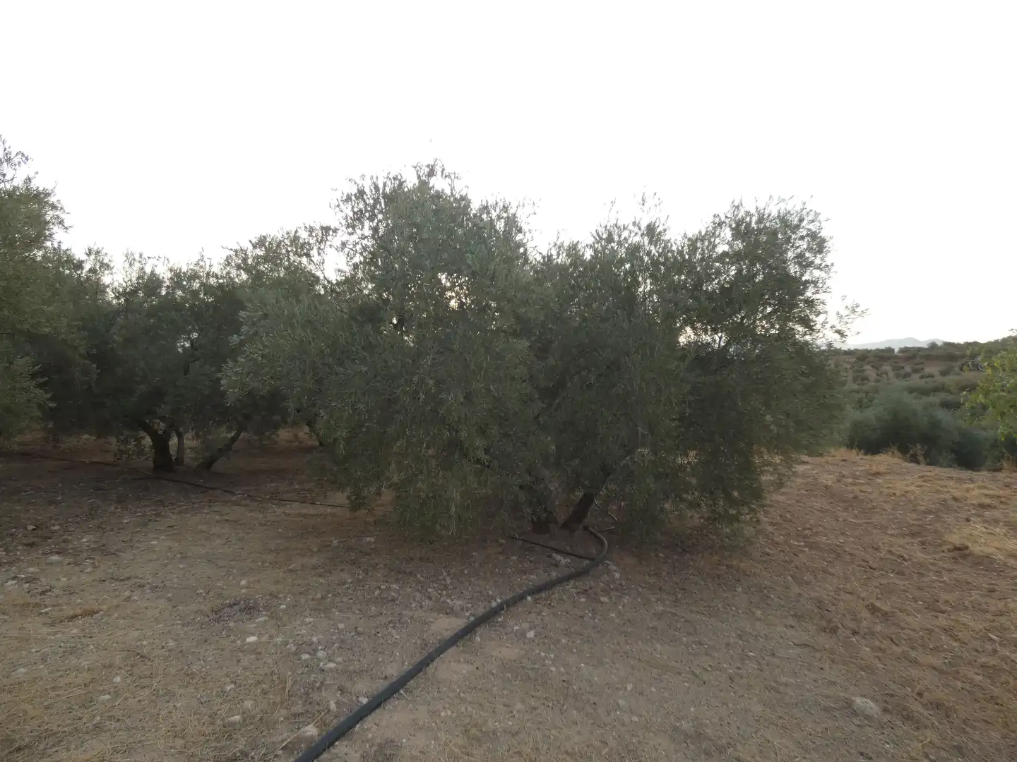 Terreni e lotti in vendita a Cogollos de la Vega, imagen 6