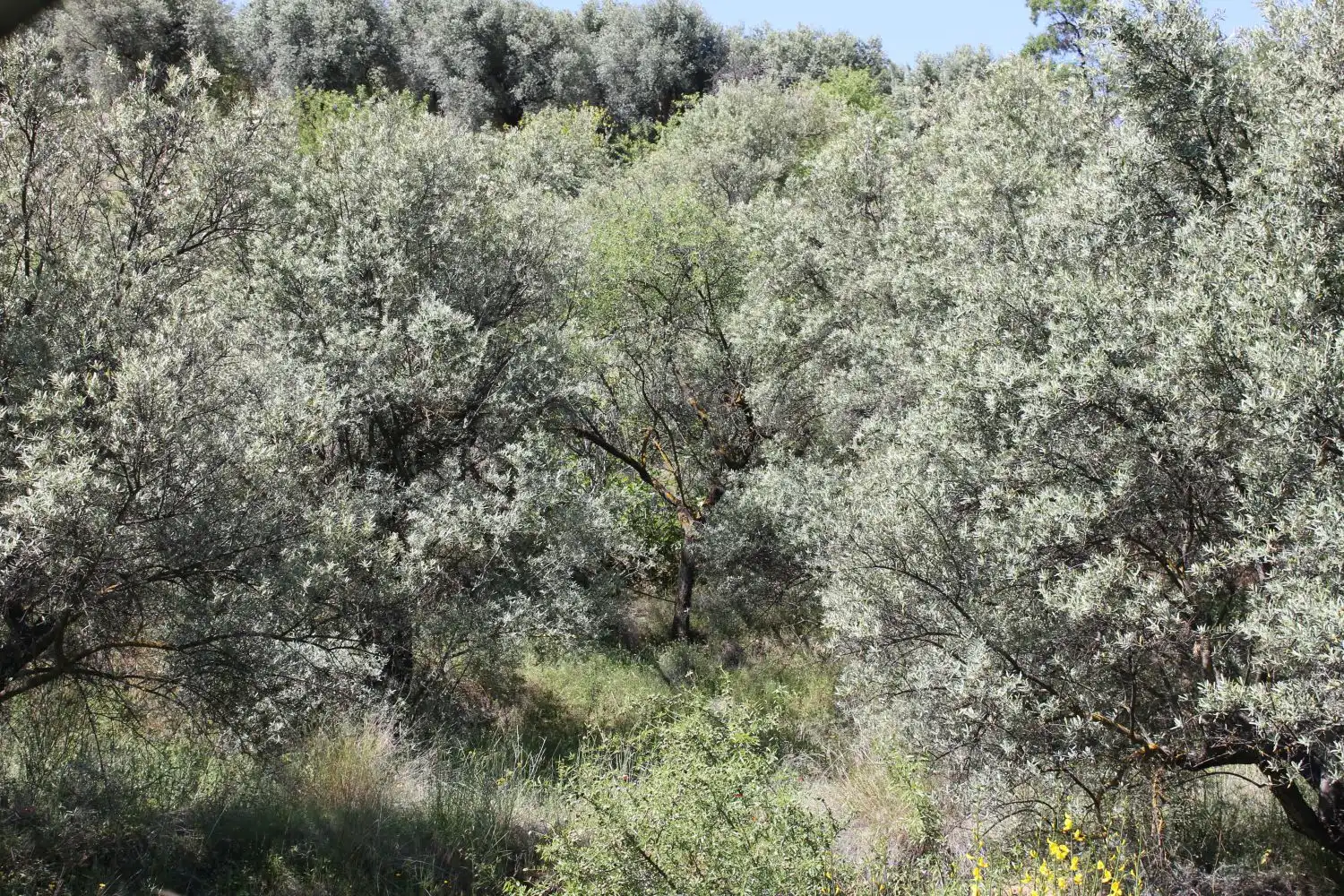 Terreni e lotti in vendita a andalucia, imagen 8
