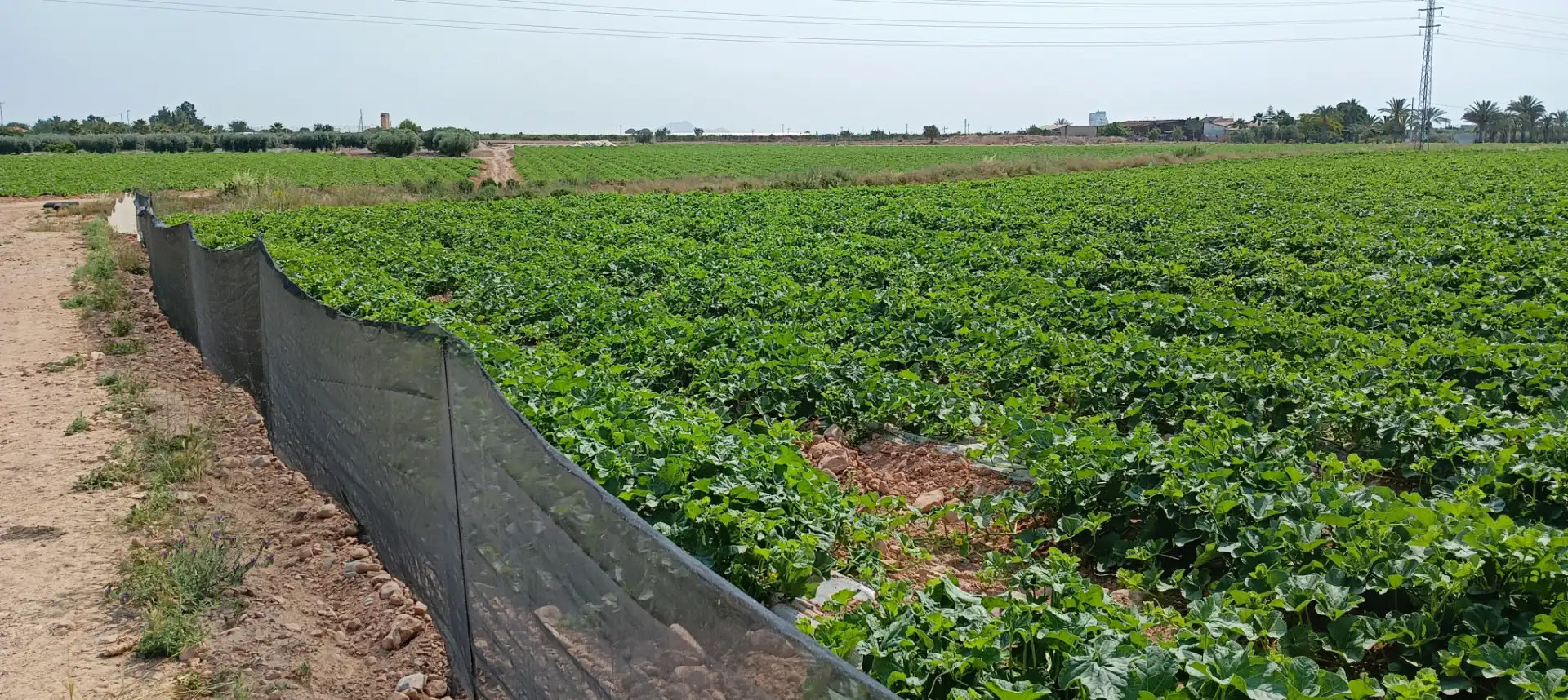 Terreno rustico in vendita a Calle 5 UE-LS1 71, imagen 12