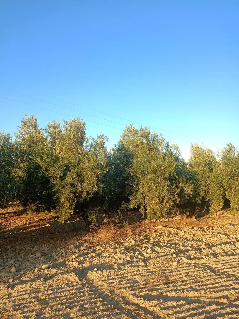 Residencial en venda en Lorca
