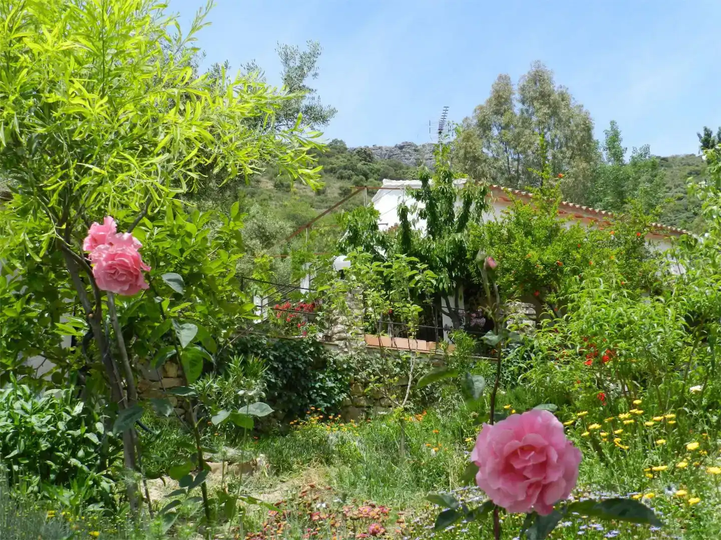 Jardín de Casa o chalet de alquiler en Cortes de la Frontera, Málaga