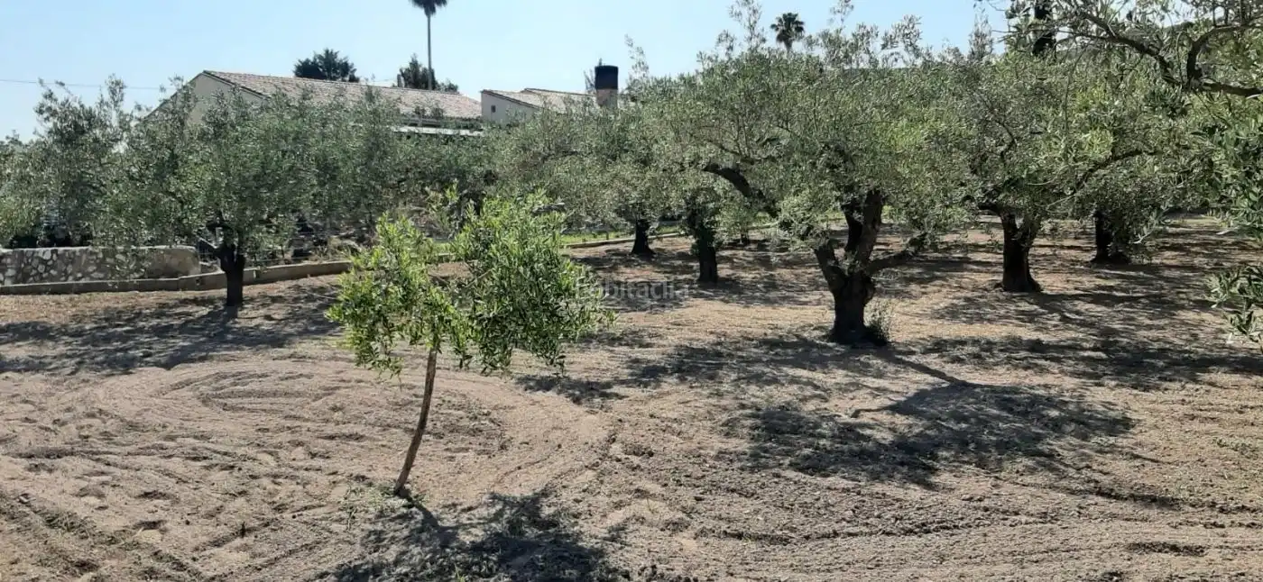 Terrain rustique à vendre à Carrer de l'Alcalde Paco Montes 43, imagen 13