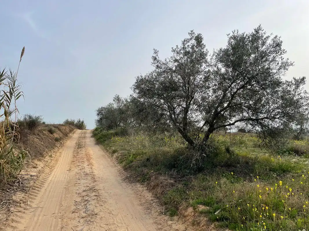 Finca rústica en venta en La Palma del Condado