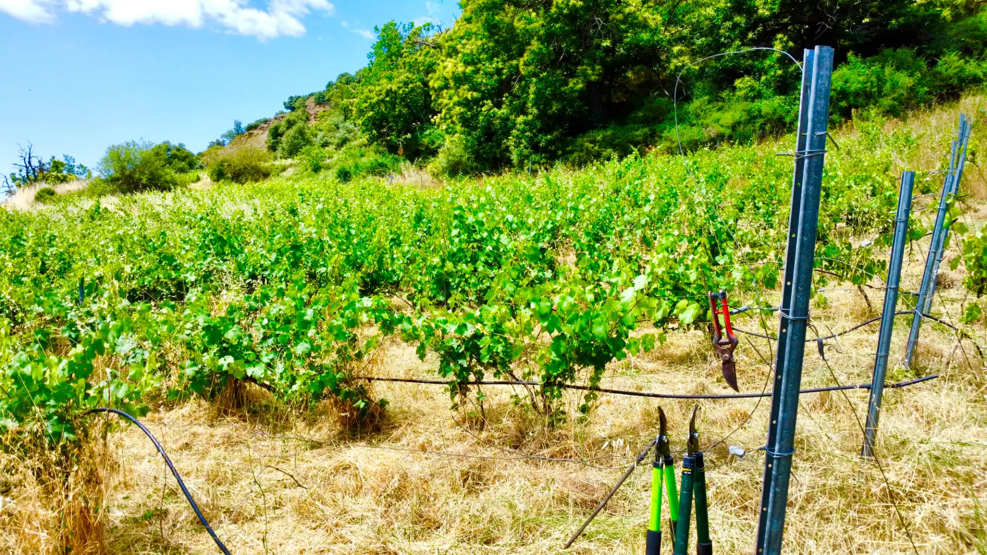 Terreni e lotti in vendita a Alpujarra de la Sierra, imagen 3