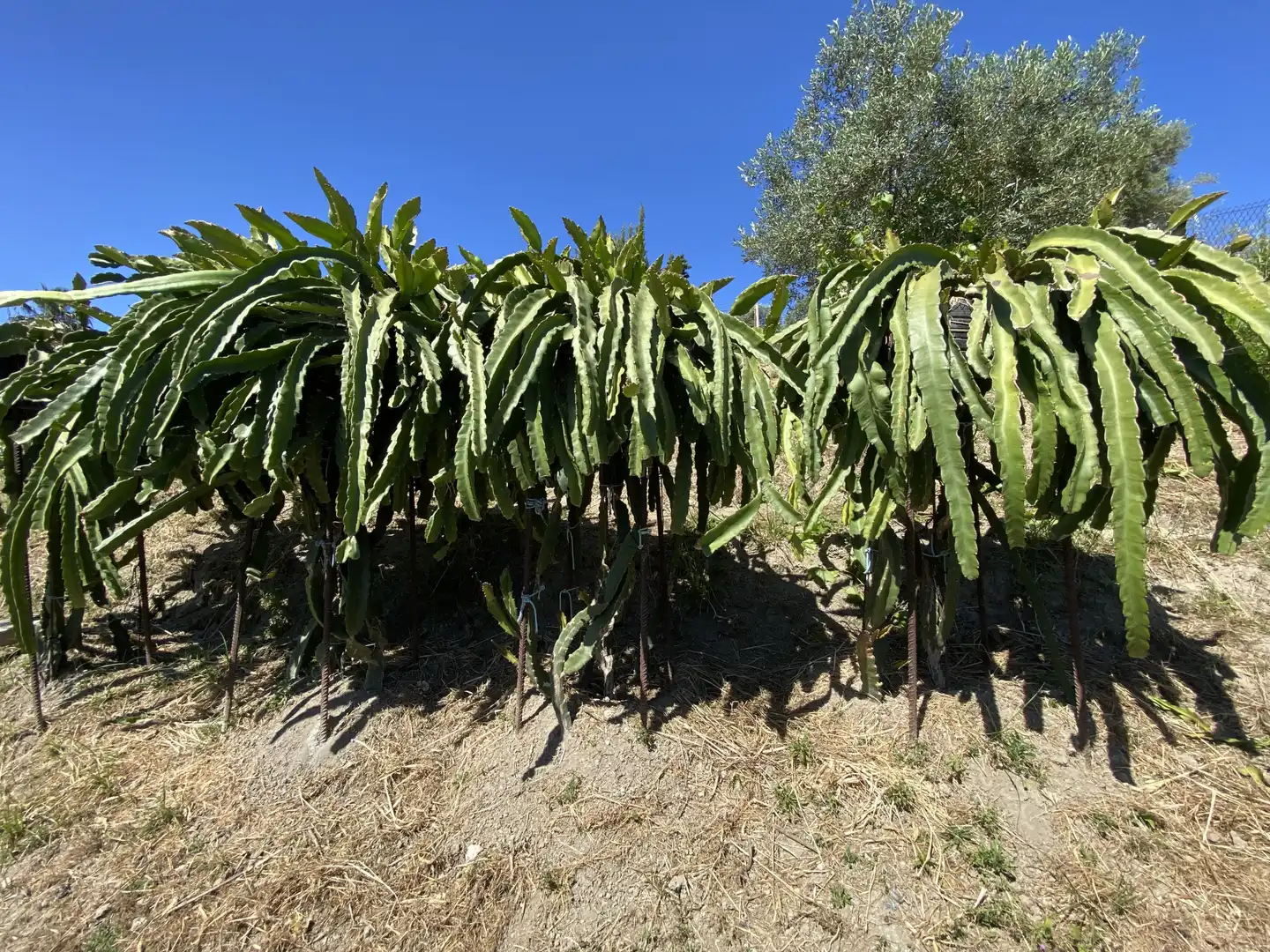 Garden of Country homes for sale in Estepona  with Air Conditioner, Private garden and Terrace