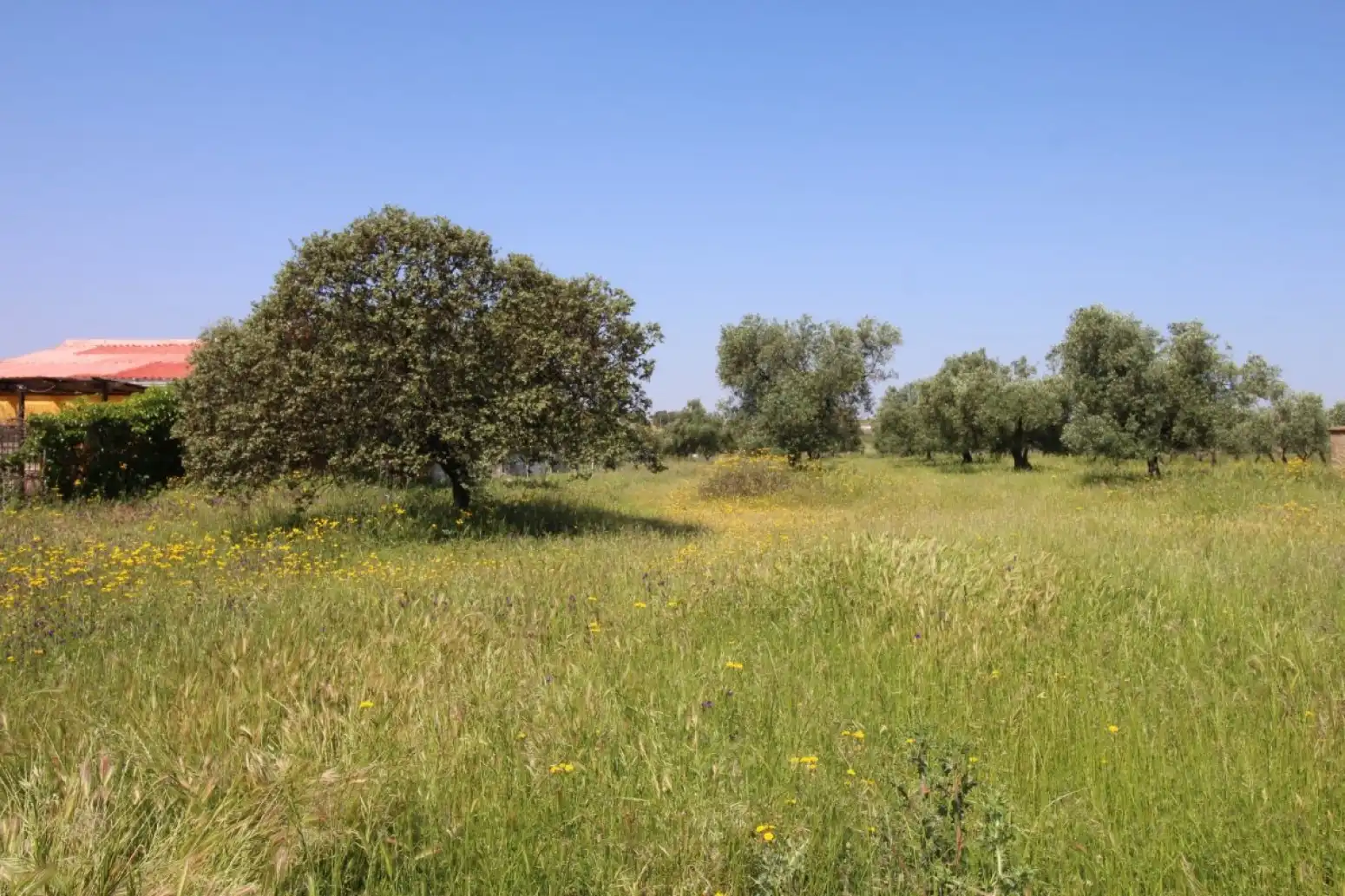 Land for sale in Esparragalejo