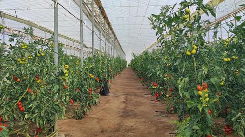 Photo 4 of Country house for sale in Pozo de los Frailes - Presillas - Albaricoques, Níjar