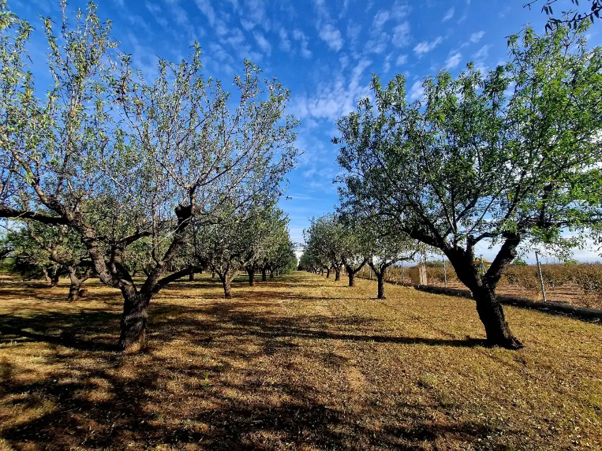 Terrain rustique à vendre à Camí de Perafita 71, imagen 3