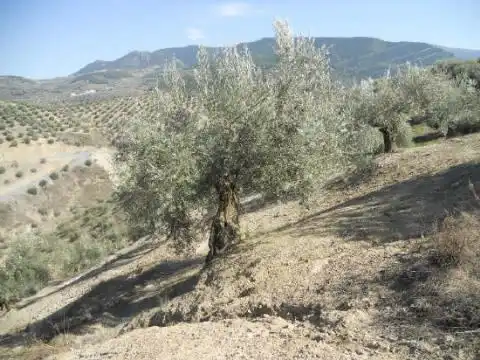 Terreni e lotti in vendita a Prado De Las Salinas, imagen 6