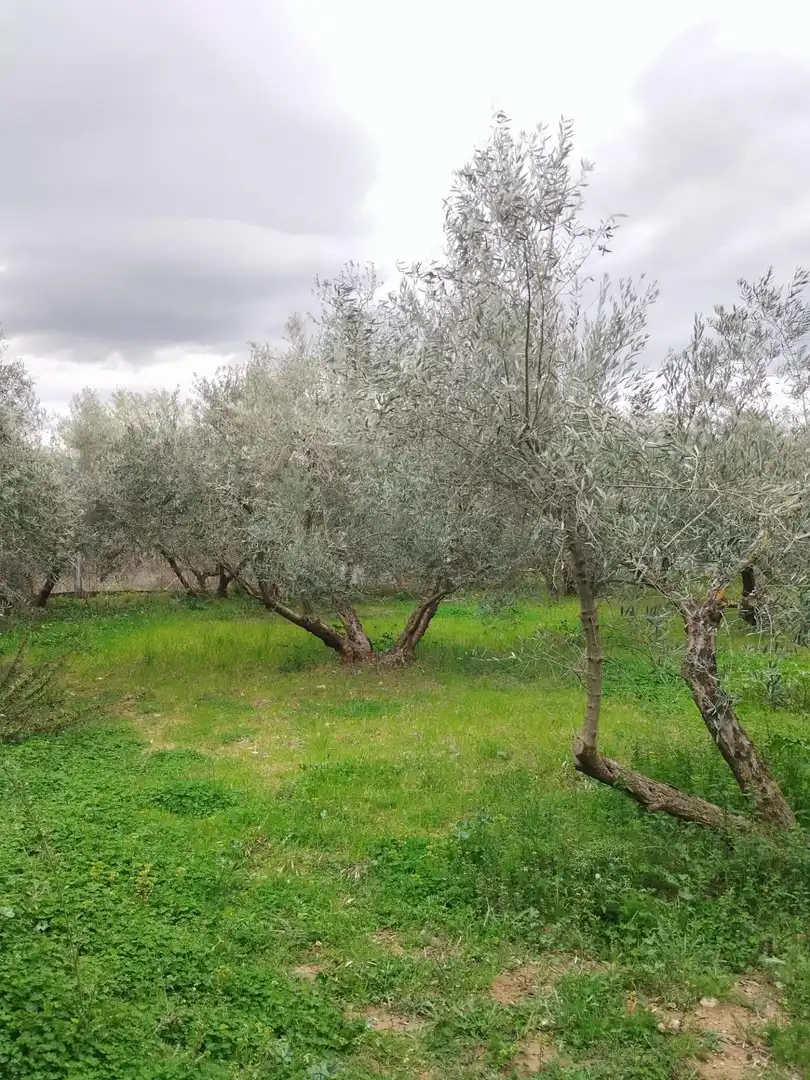Terreni e lotti in vendita a Camino del cerro poligono 3 parcela, imagen 30