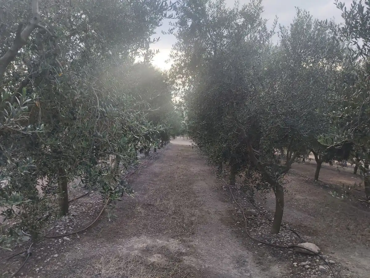 Jardín de Casa o chalet en venta en Maials