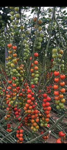 Terreno en Venta en Carretera Níjar-San José en Pozo de los Frailes - Presillas - Albaricoques