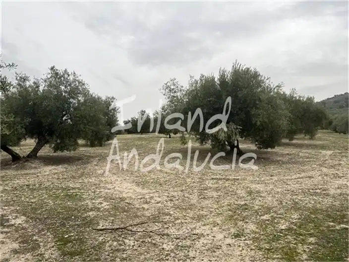 Terreni e lotti in vendita a Alcalá la Real, imagen 13