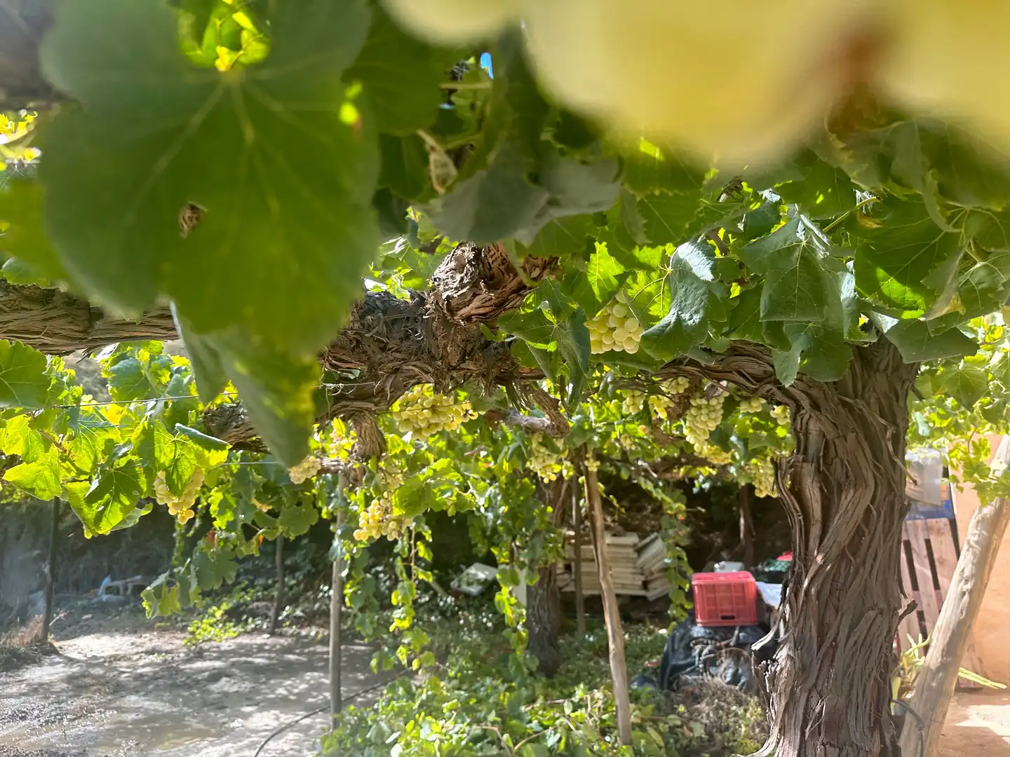 Jardí de Finca rústica en venda en Canjáyar amb Jardí privat, Terrassa i Traster