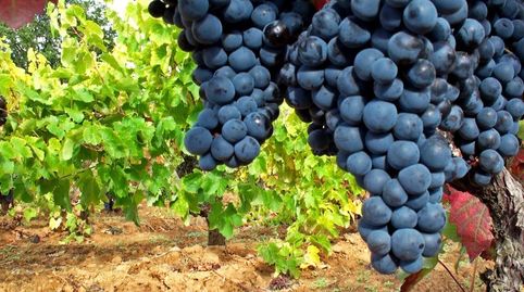 GRAN FINCA CON VIÑEDOS EN YECLA