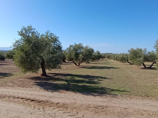 Terreno en Venta en Calle Camino de Ibros, 145 en Lupión