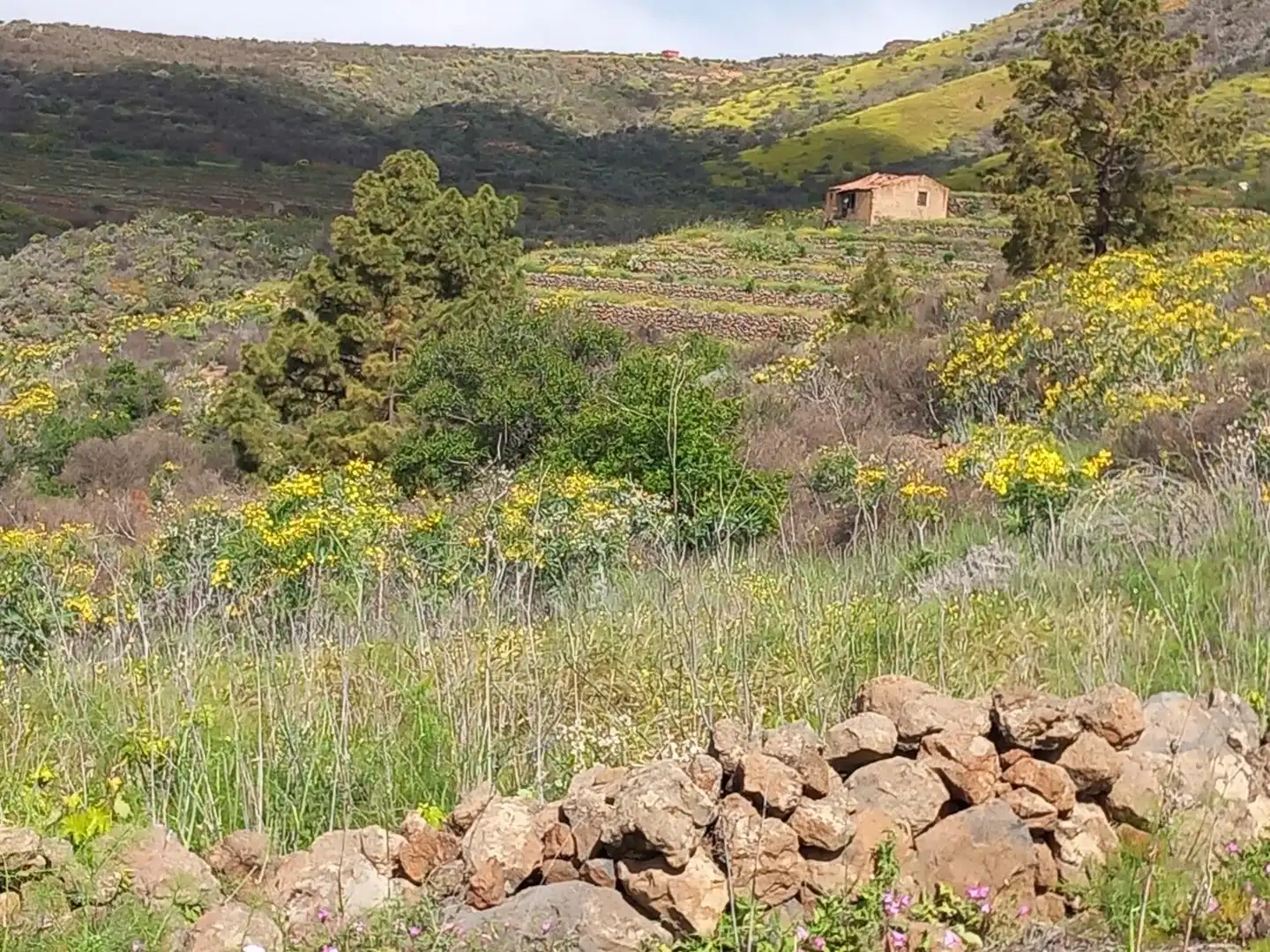 Casa o chalet en venta en Vilaflor de Chasna con Jardín privado