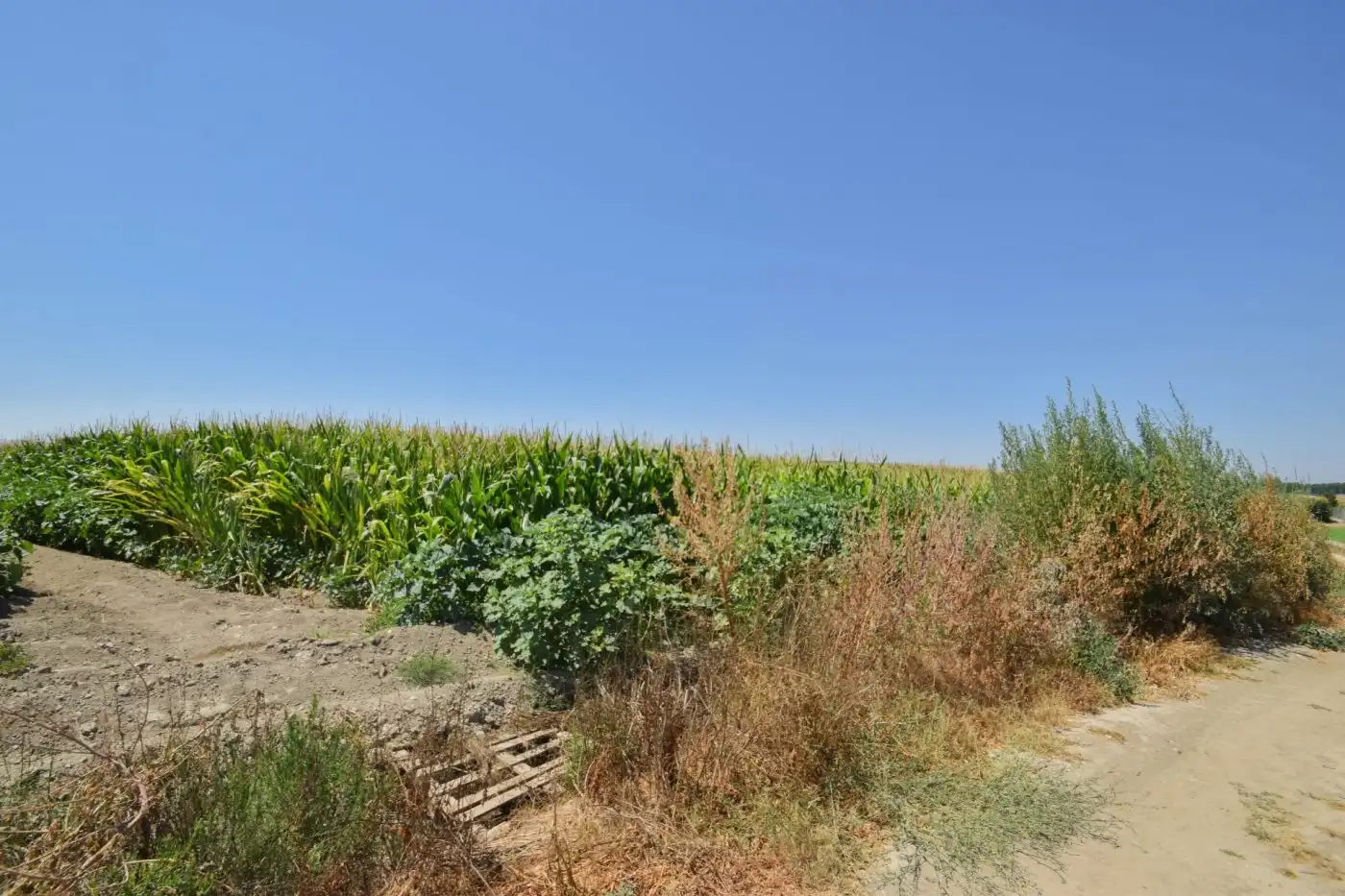 Rural land for sale in Camino PRADOS, imagen 10