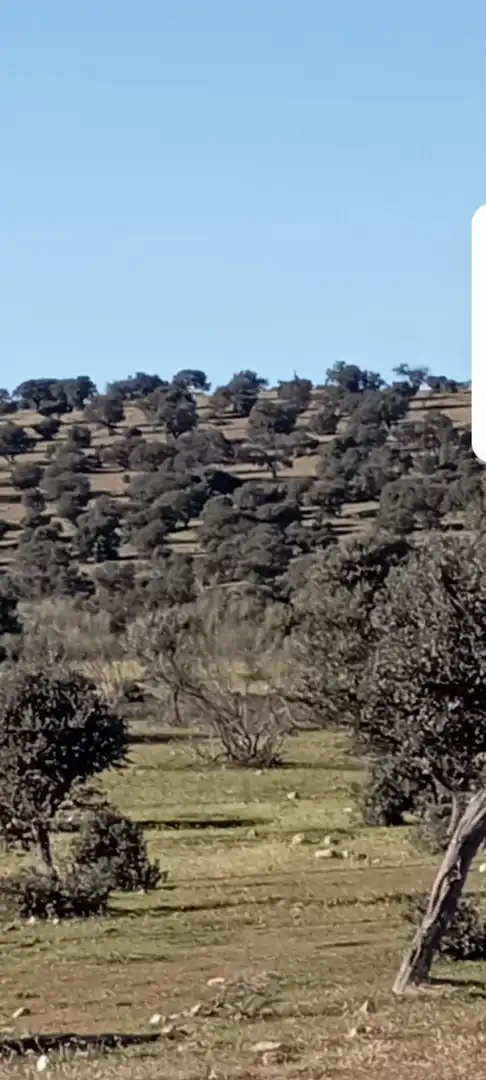 Terreni e lotti in vendita a San Román de los Montes, imagen 3