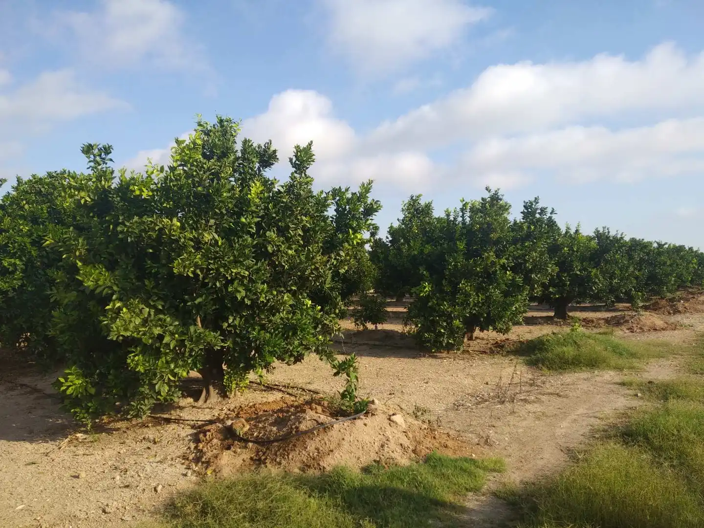 Lands and plots for sale in Favara, imagen 3