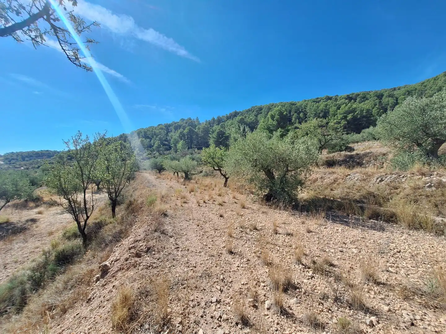Rural land for sale in Castalla, imagen 3