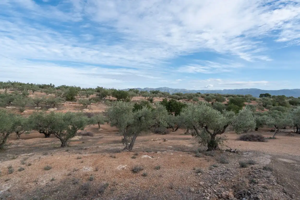 Terrain rustique à vendre à Xerta, imagen 12