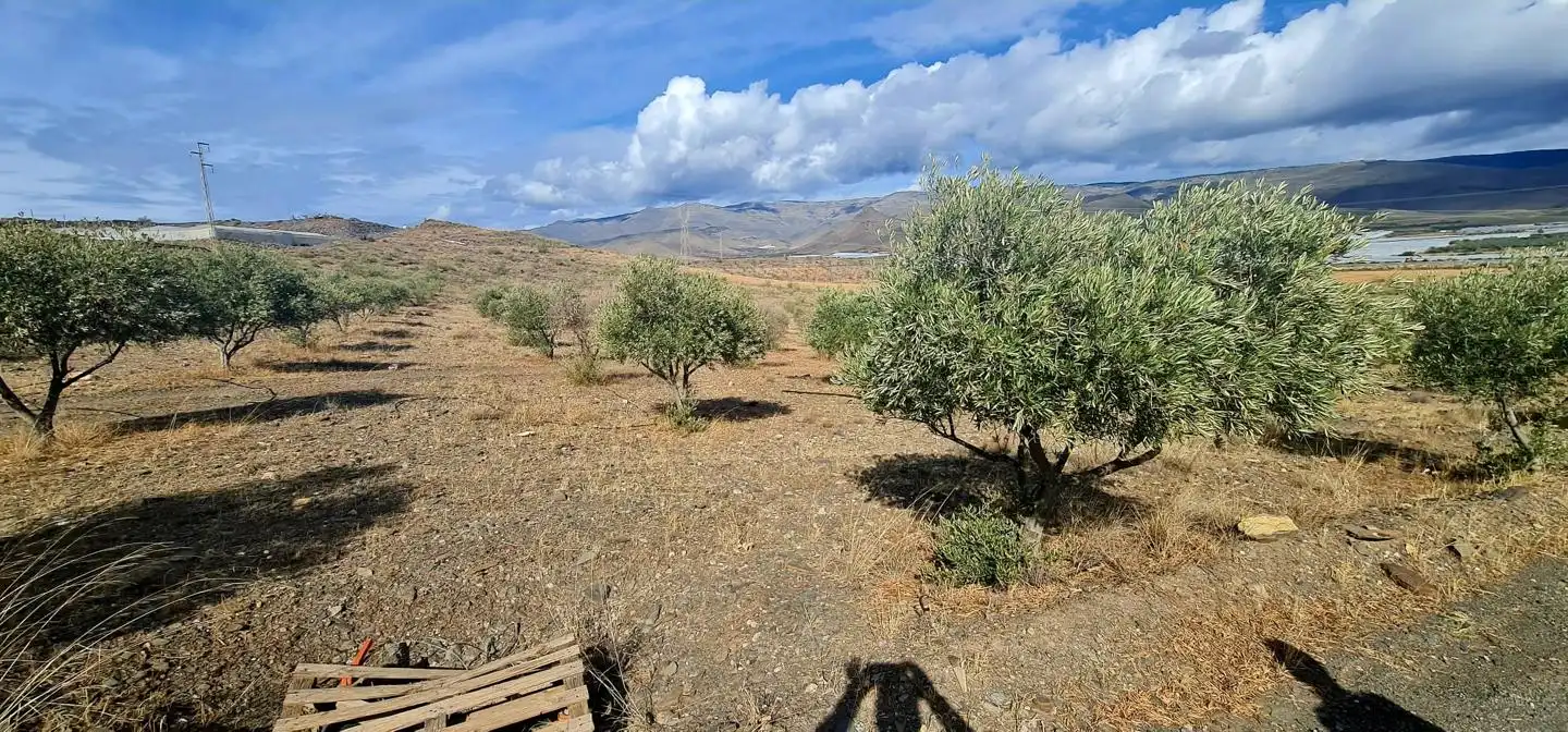 Lands and plots for sale in Campo de Gergal, imagen 9