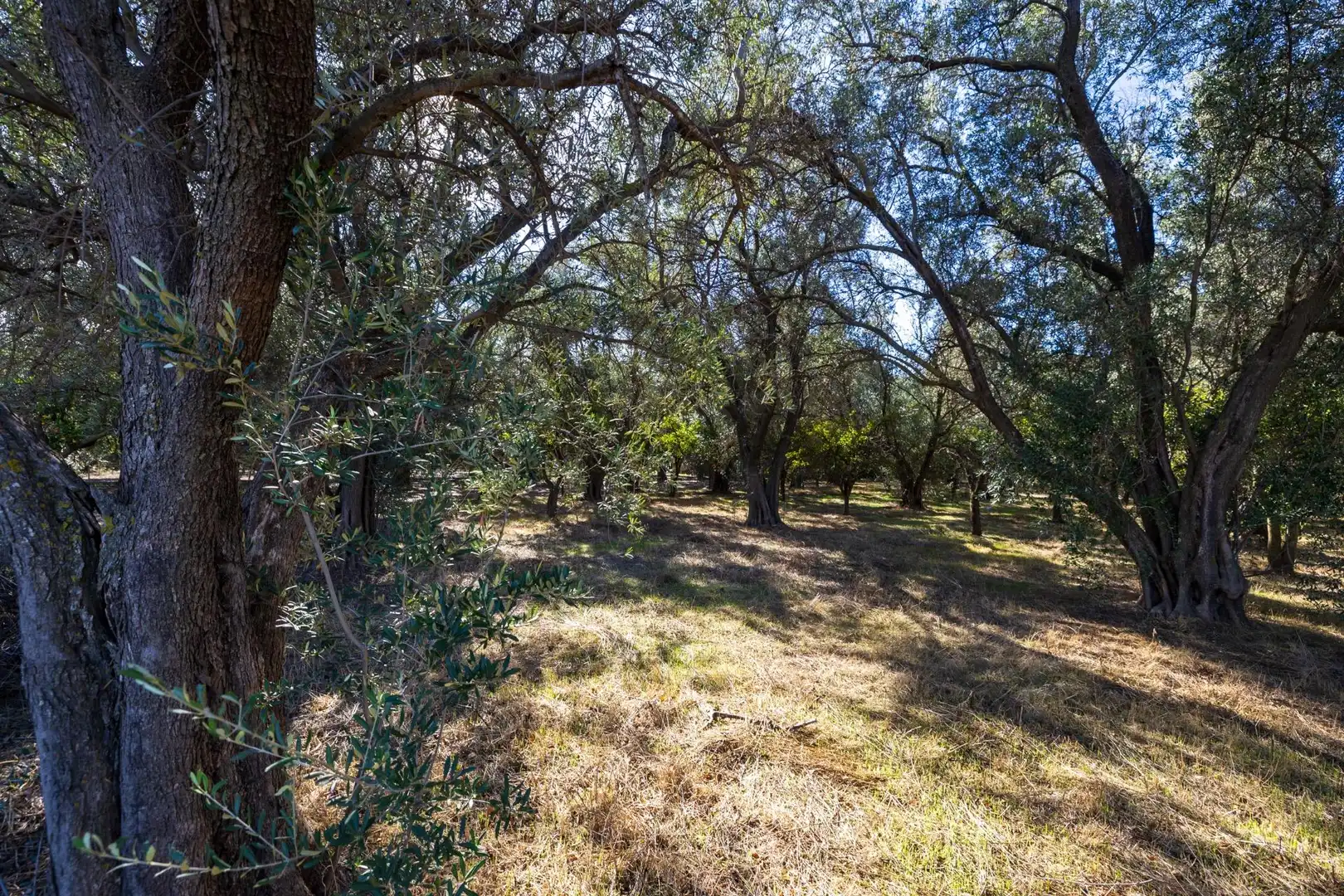 Land for sale in Lecrín