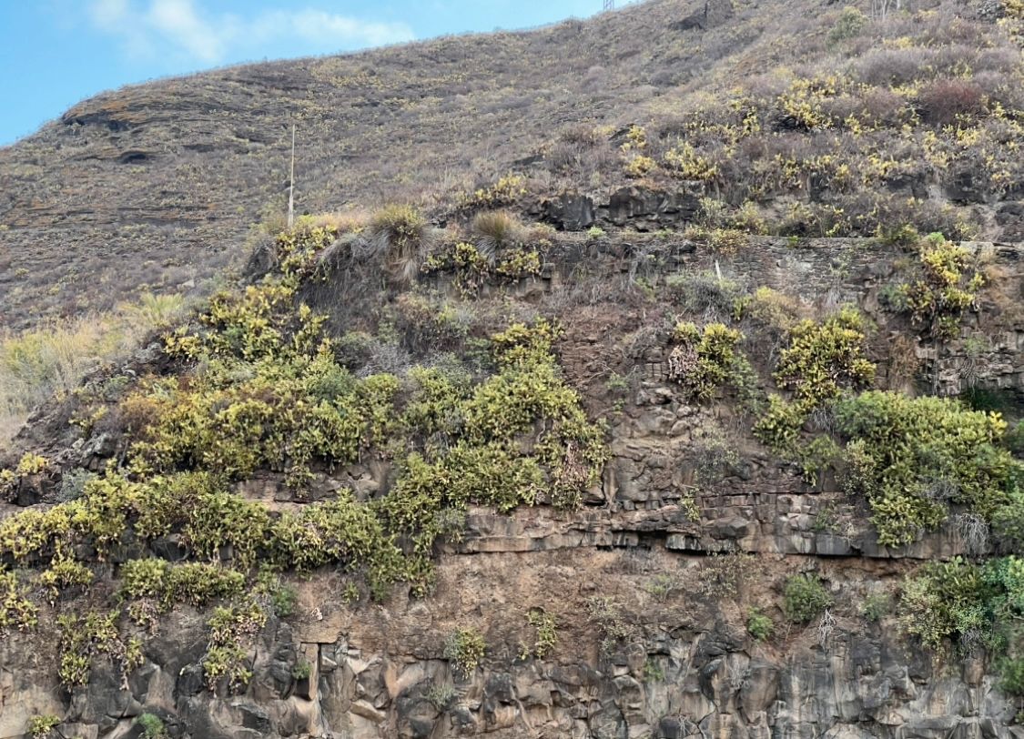 Außenansicht von Grundstücke zum verkauf in Teror