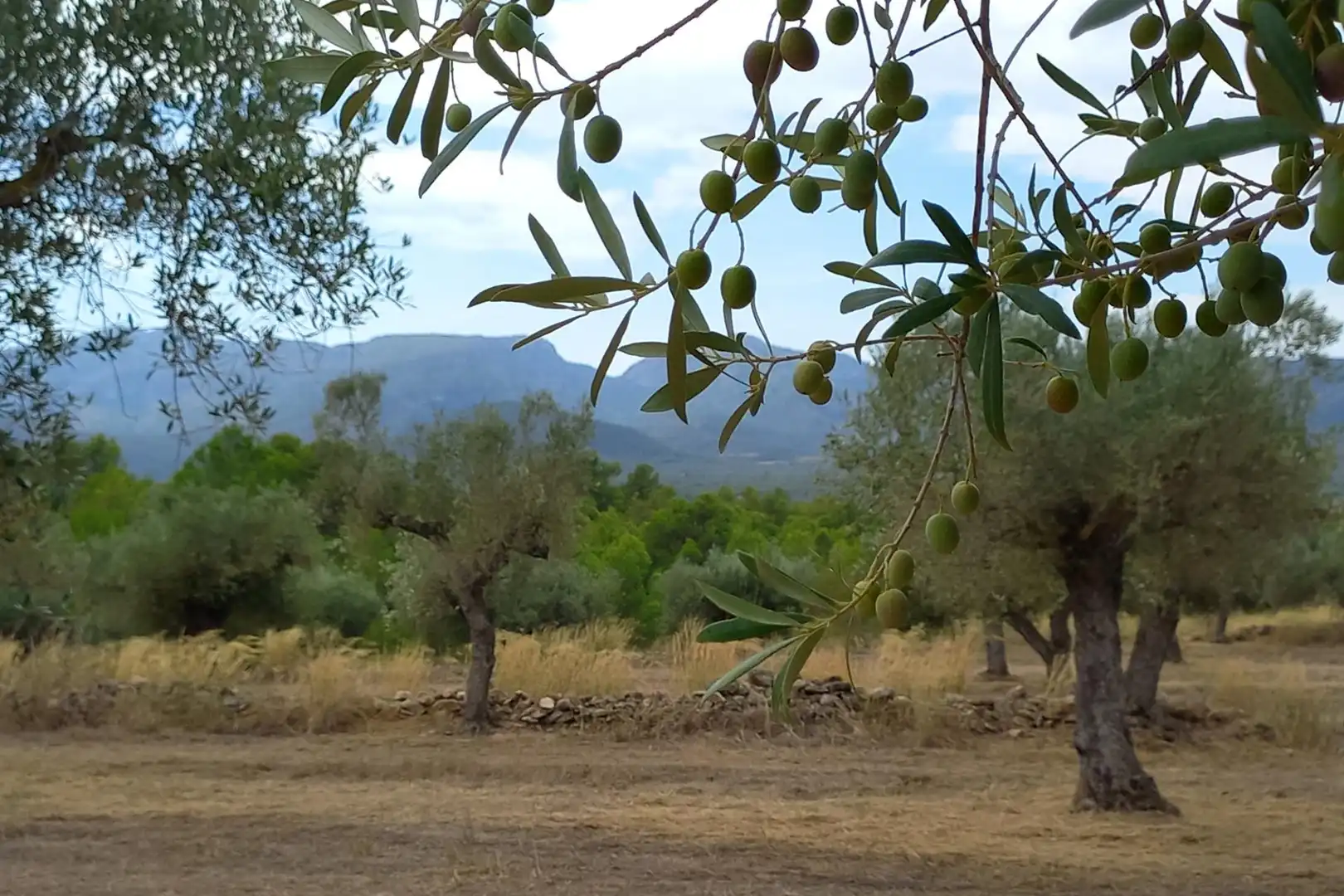 Jardín de Finca rústica en venta en Tivissa