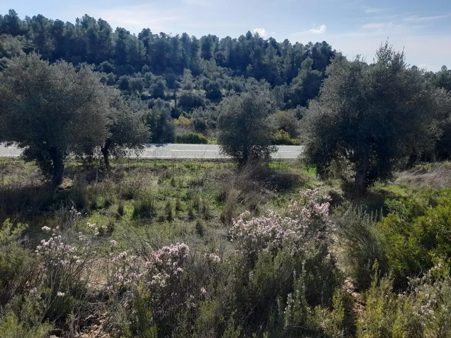 Land for sale in La Palma d'Ebre