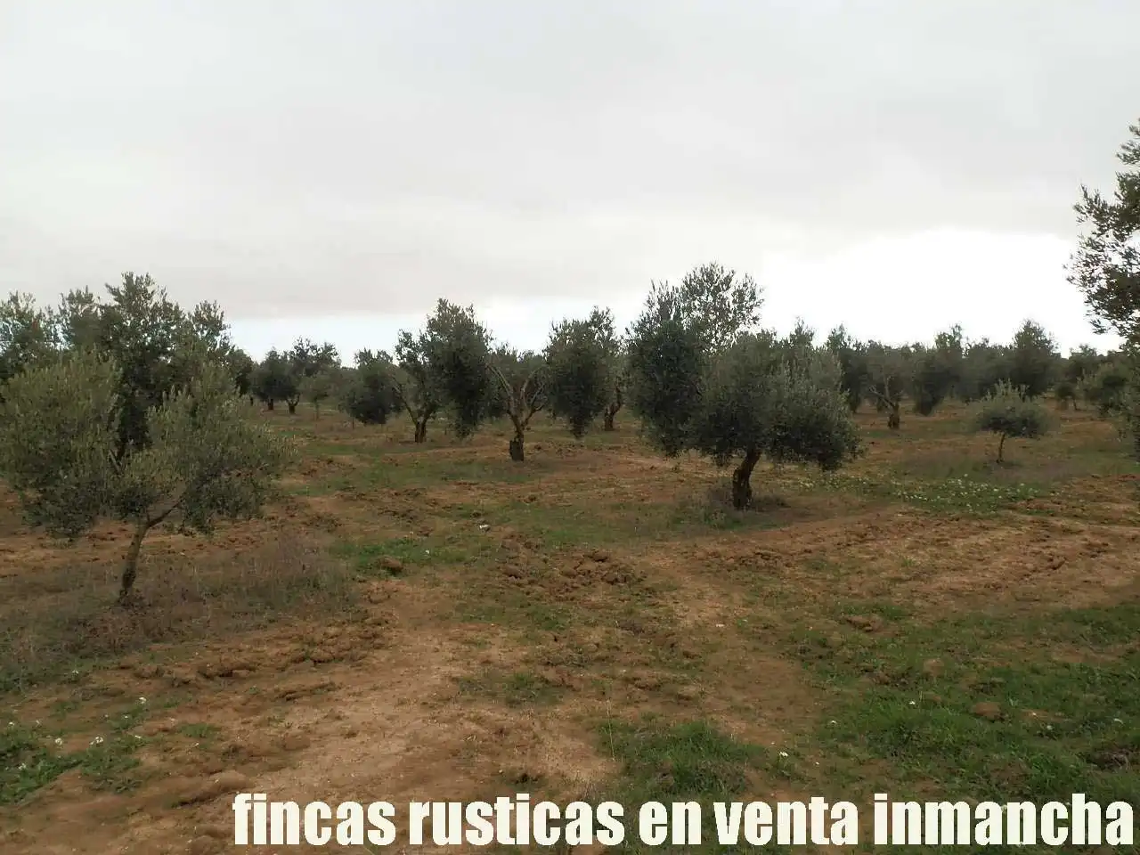 Terreno rustico in vendita a Campo de Criptana, imagen 8
