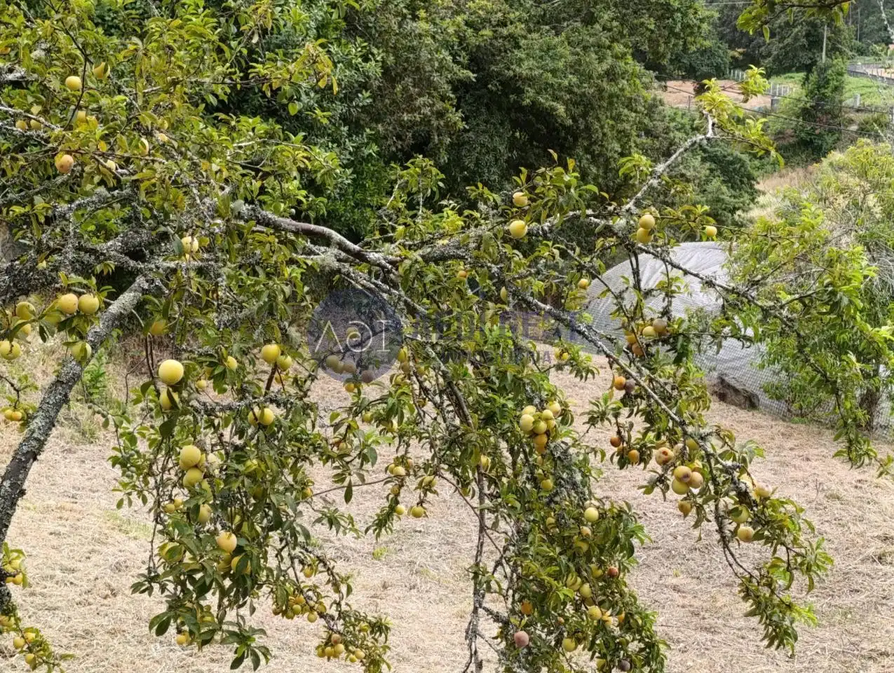 Maison avec jardin à vendre à Lugar Os Muros, imagen 4