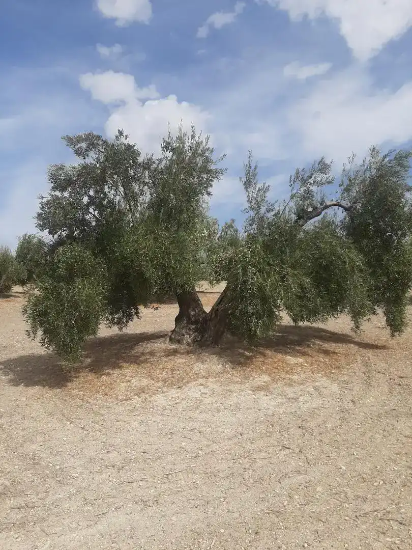 Finca rústica en venda en La Iruela