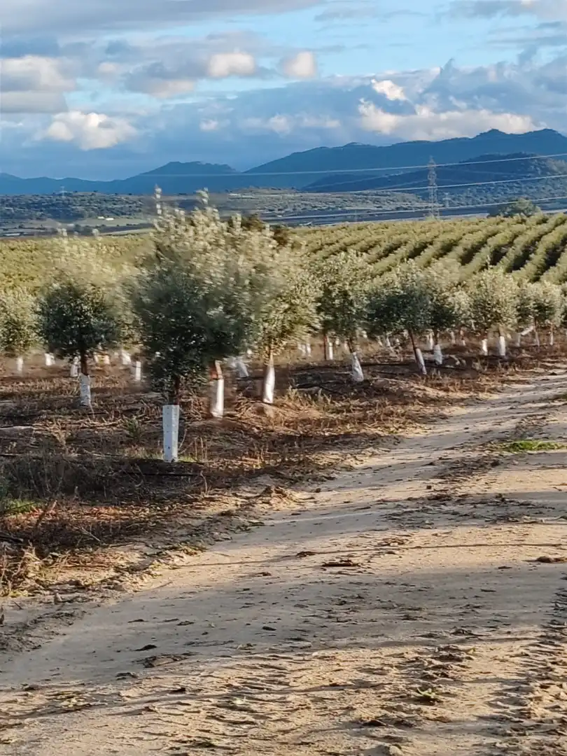 Terreni e lotti in vendita a Navalmoral de la Mata, imagen 3
