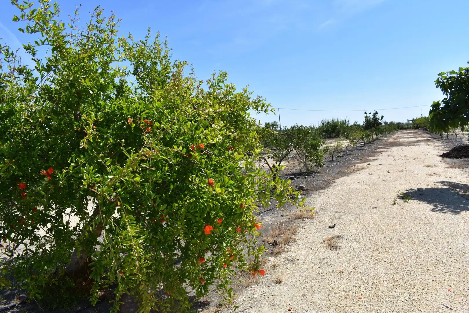 Finca rústica en venda a Eucaliptus - Poble Nou del Delta